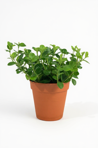 Peperomia Rotundifolia