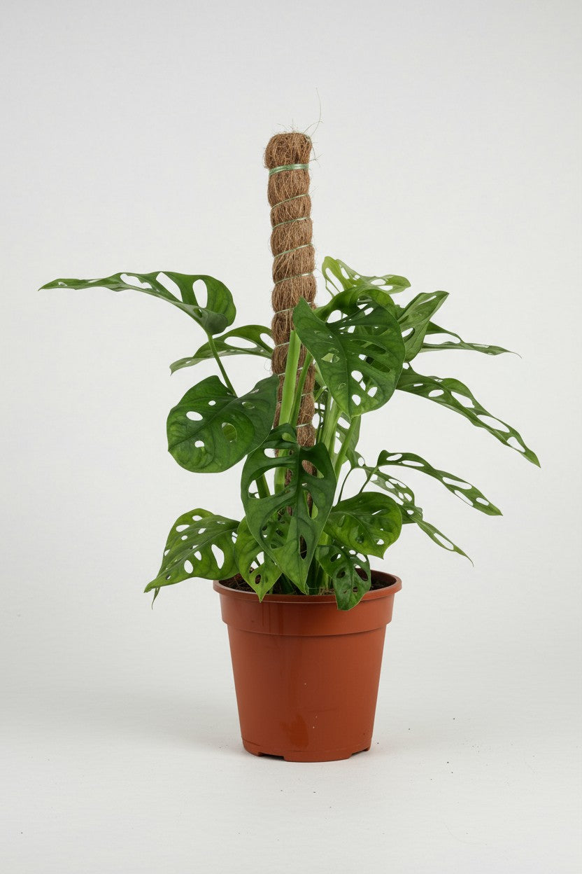 Swiss Cheese Plant in Grow Pole