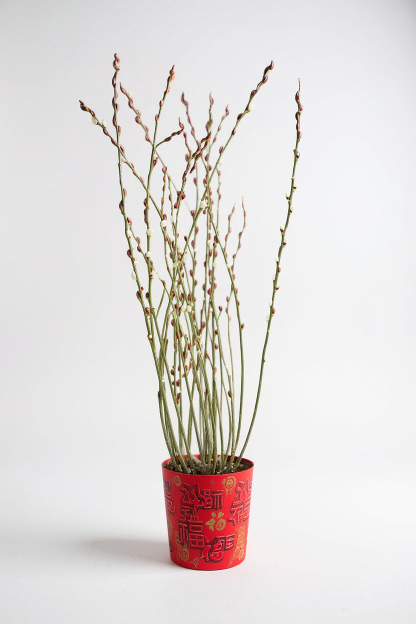 Potted Pussy Willow
