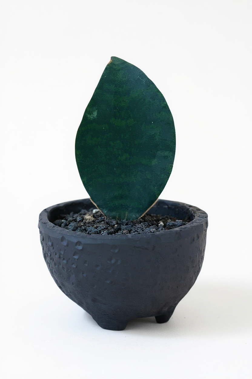 Baby Whale Fin Sansevieria in Wabi Sabi Coal Planter