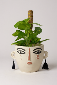 Epipremnum Money Plant (0.6m) - Potted plant -  Tumbleweed Plants