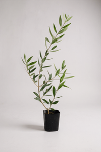Olive Plant Kodomo - Japan