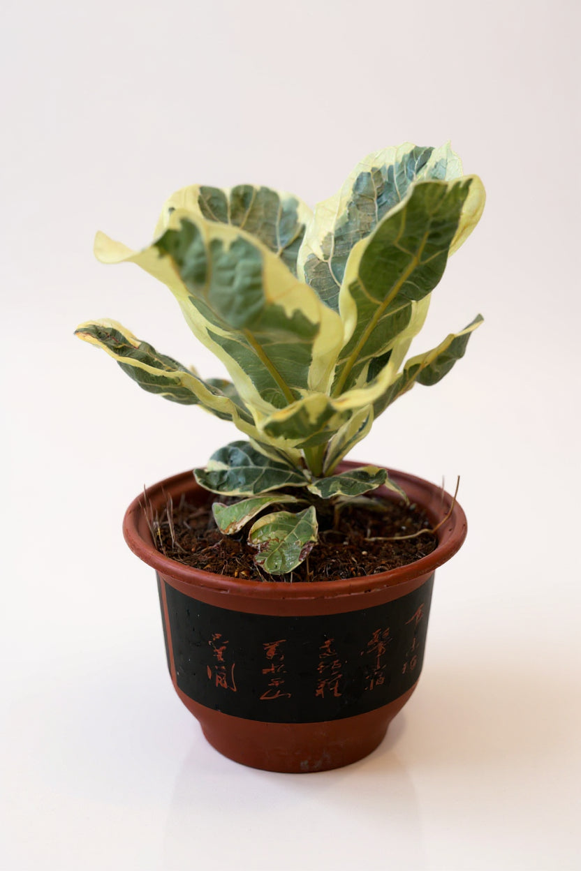 Ficus Lyrata Variegated