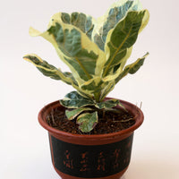 Ficus Lyrata Variegated