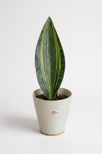 Whale Fin Variegated Snake Plant - Large - Potted plant -  Tumbleweed Plants