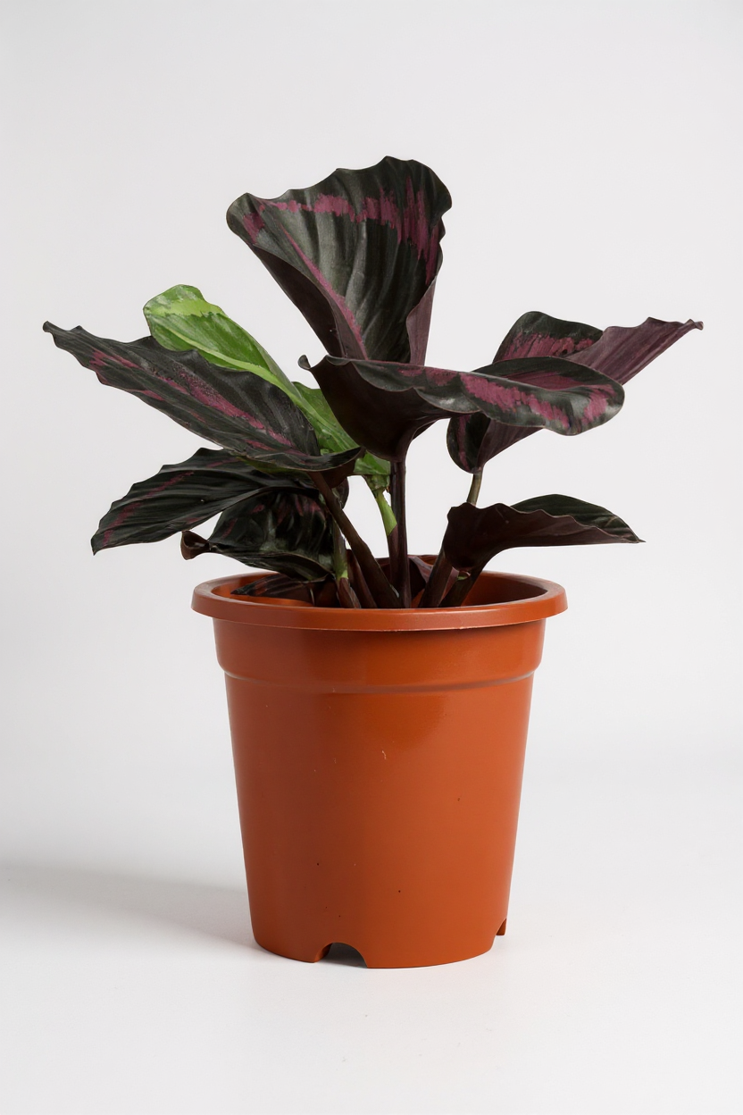 Calathea Roseopicta Purple - Potted plant -  Tumbleweed Plants
