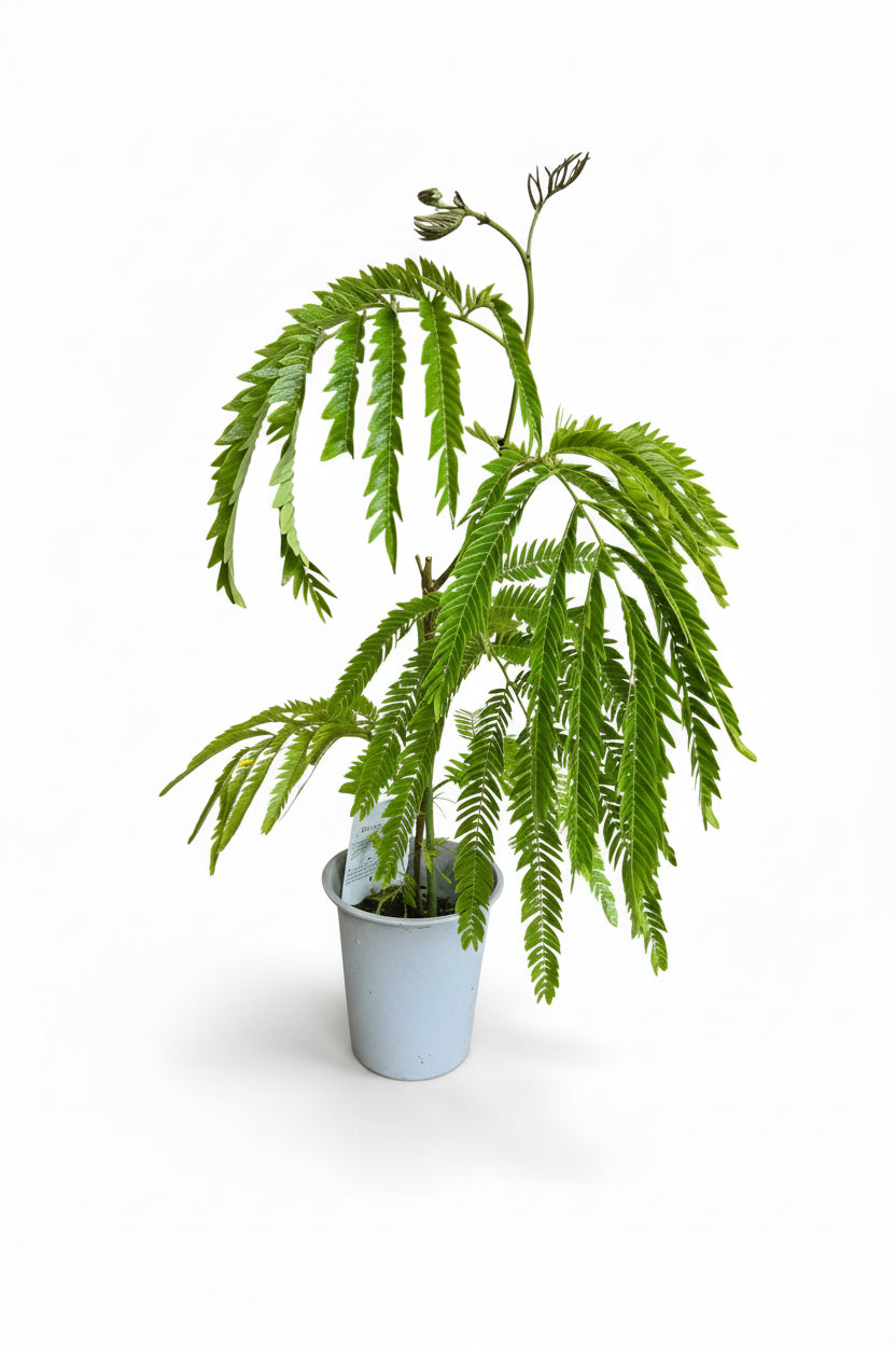 Everfresh Little Tree - Pithecellobium Confertum Japan