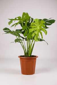 Monstera Deliciosa (0.5m) - Potted plant -  Tumbleweed Plants