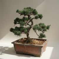 Japanese Black Pine Bonsai - Refined