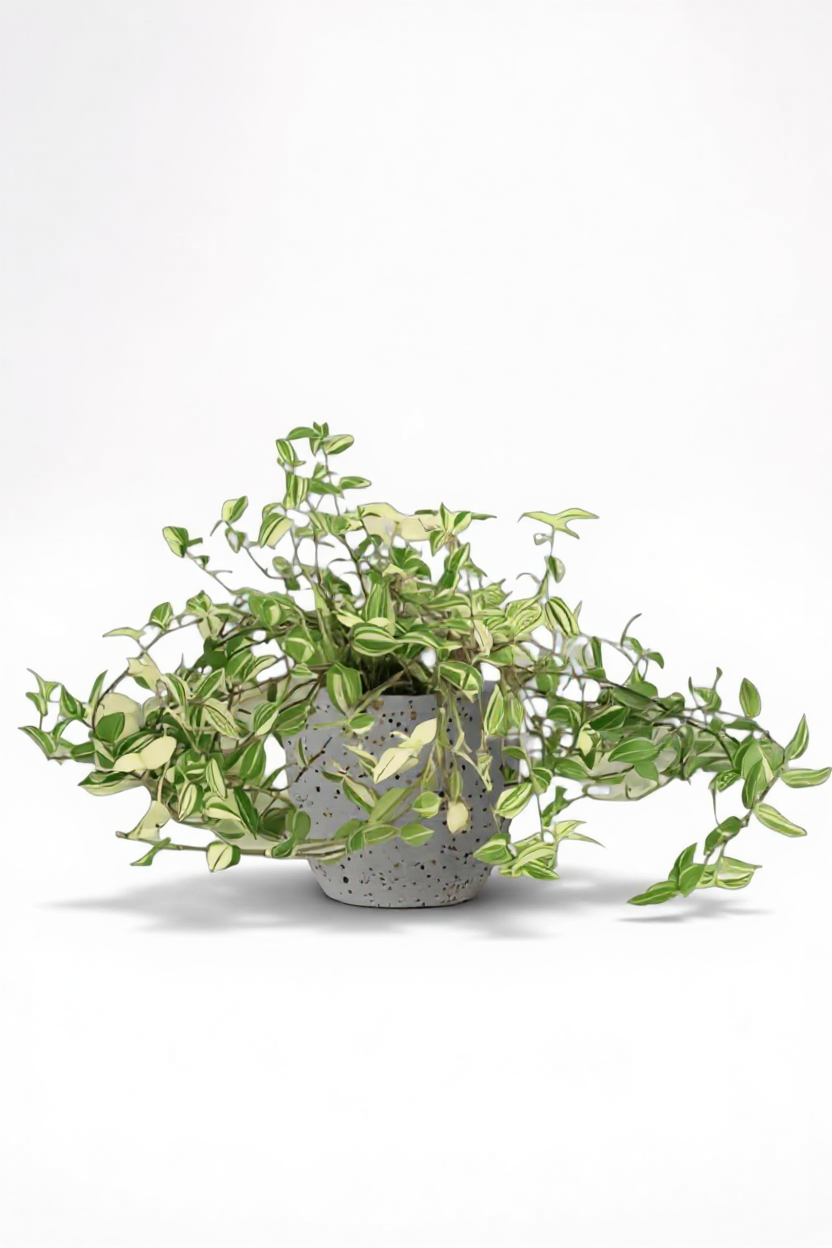 Variegated Wandering Jew