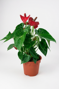 Anthurium Flamingo Red Junior - Potted plant -  Tumbleweed Plants
