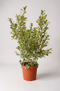 Ficus Triangularis Variegated