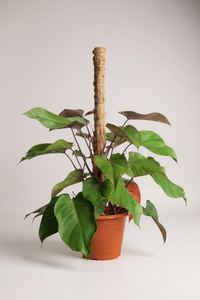 Philodendron Rojo Congo Plant - Potted plant -  Tumbleweed Plants