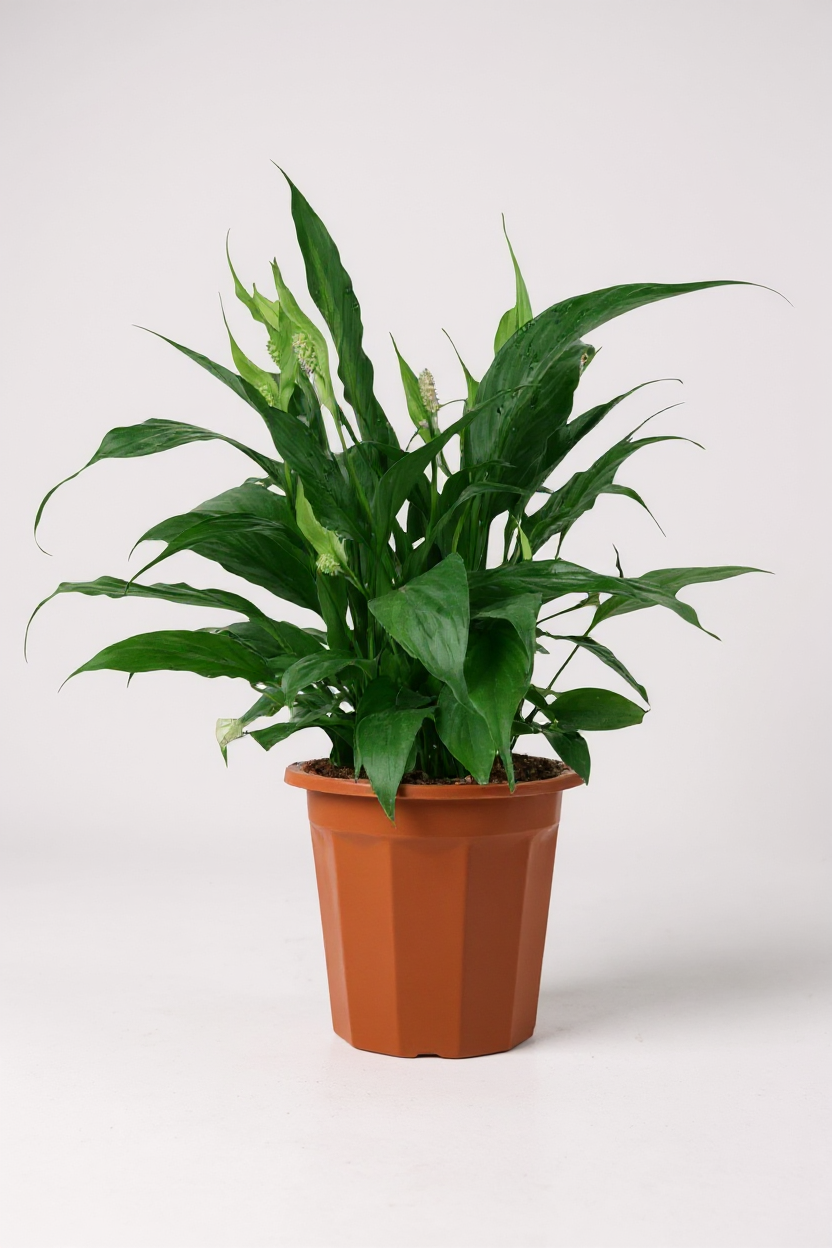 Peace Lily (0.3m)