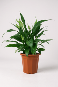 Peace Lily (0.3m)
