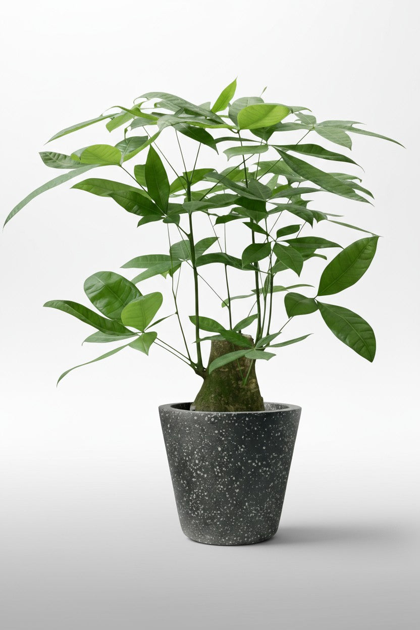 Money Tree - Single Trunk (0.6m)