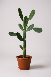 Prickly Pear Cactus (0.6-0.9m) - Potted plant -  Tumbleweed Plants