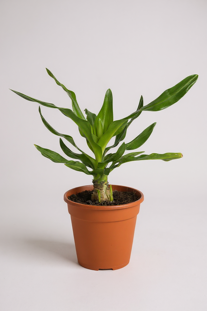 Crinum Superbum - Giant Spider Lily Bulb - Bulbs -  Tumbleweed Plants