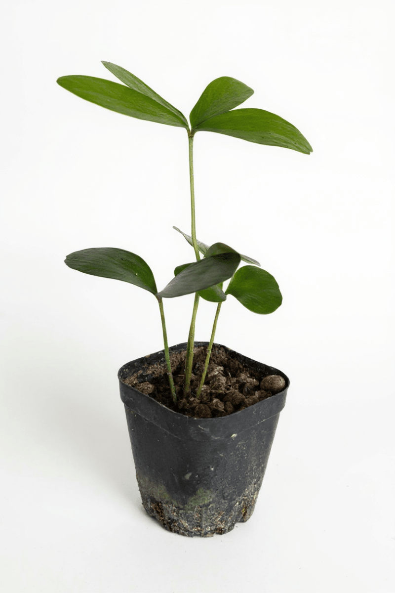 Zamia Furfuracea (Cardboard Palm) - Potted plant - POTT-ZAMI-GRW-6278 - Tumbleweed Plants - Online Plant Delivery Singapore