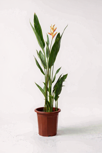 Heliconia (0.3m) - Potted plant -  Tumbleweed Plants