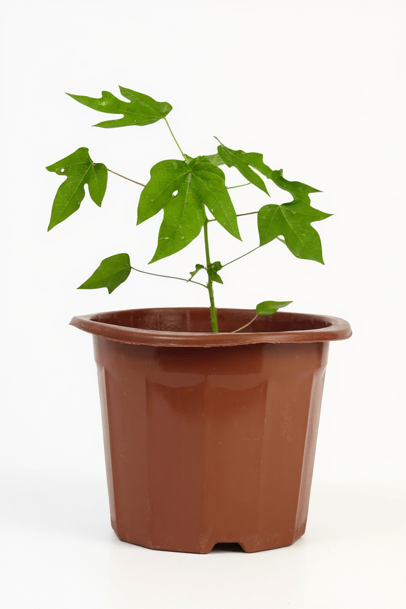 Papaya Plant Mini