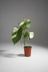 Monstera Albo Variegata Junior — Established Plant (Limited Batch)