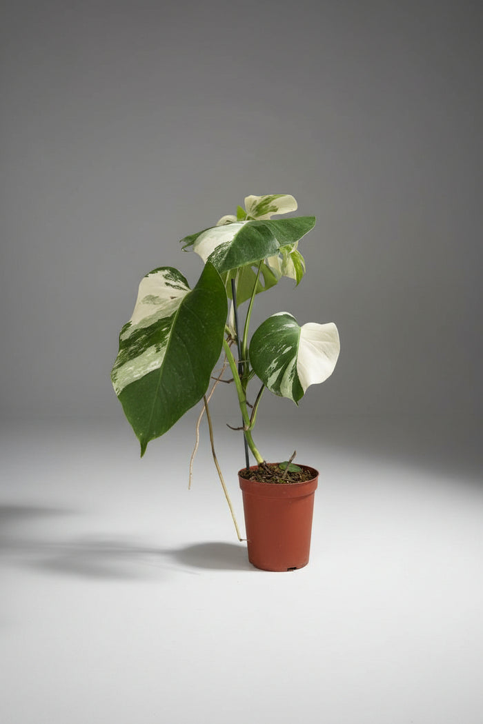 Monstera Albo Variegata Junior — Established Plant (Limited Batch)