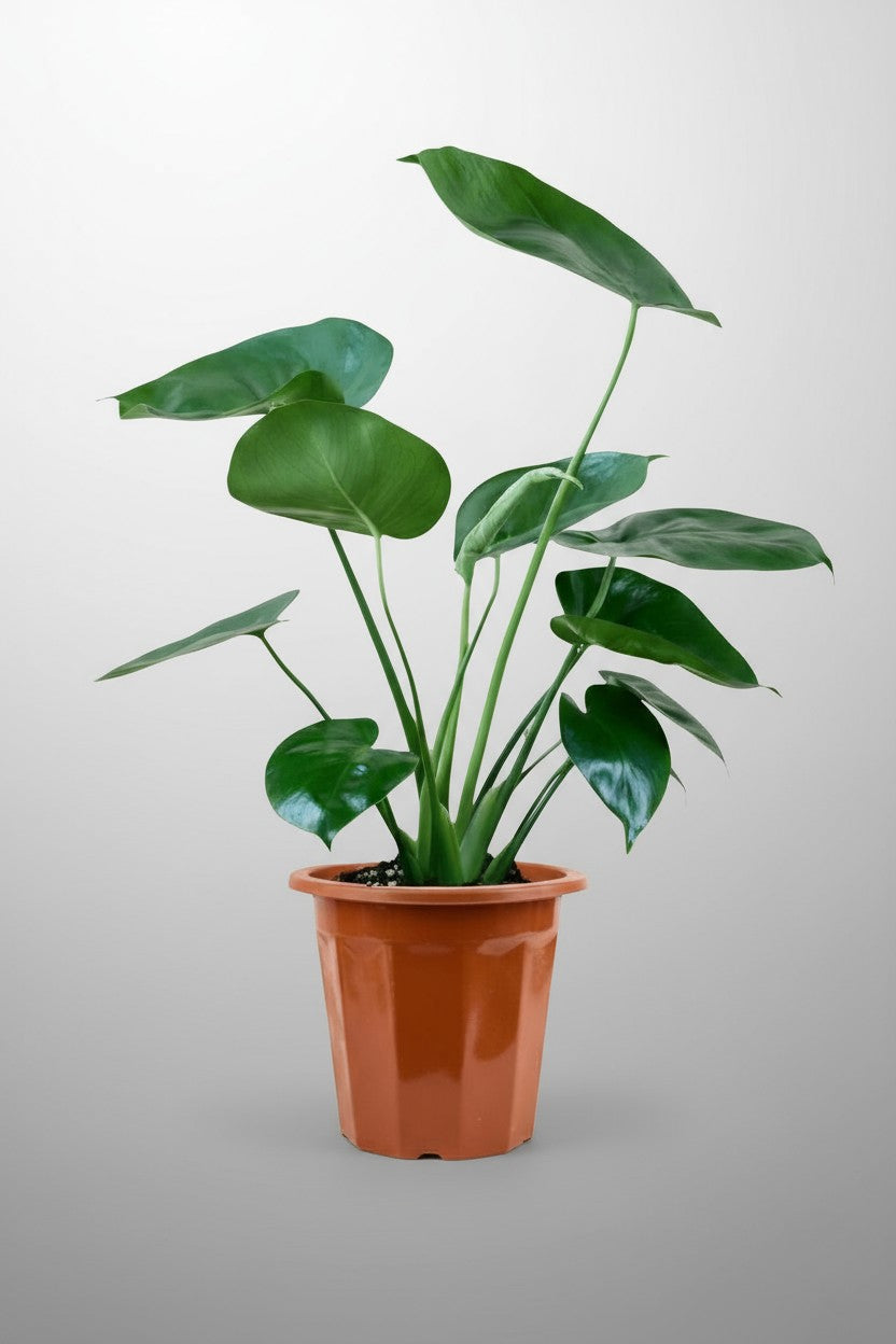 Monstera Deliciosa Junior