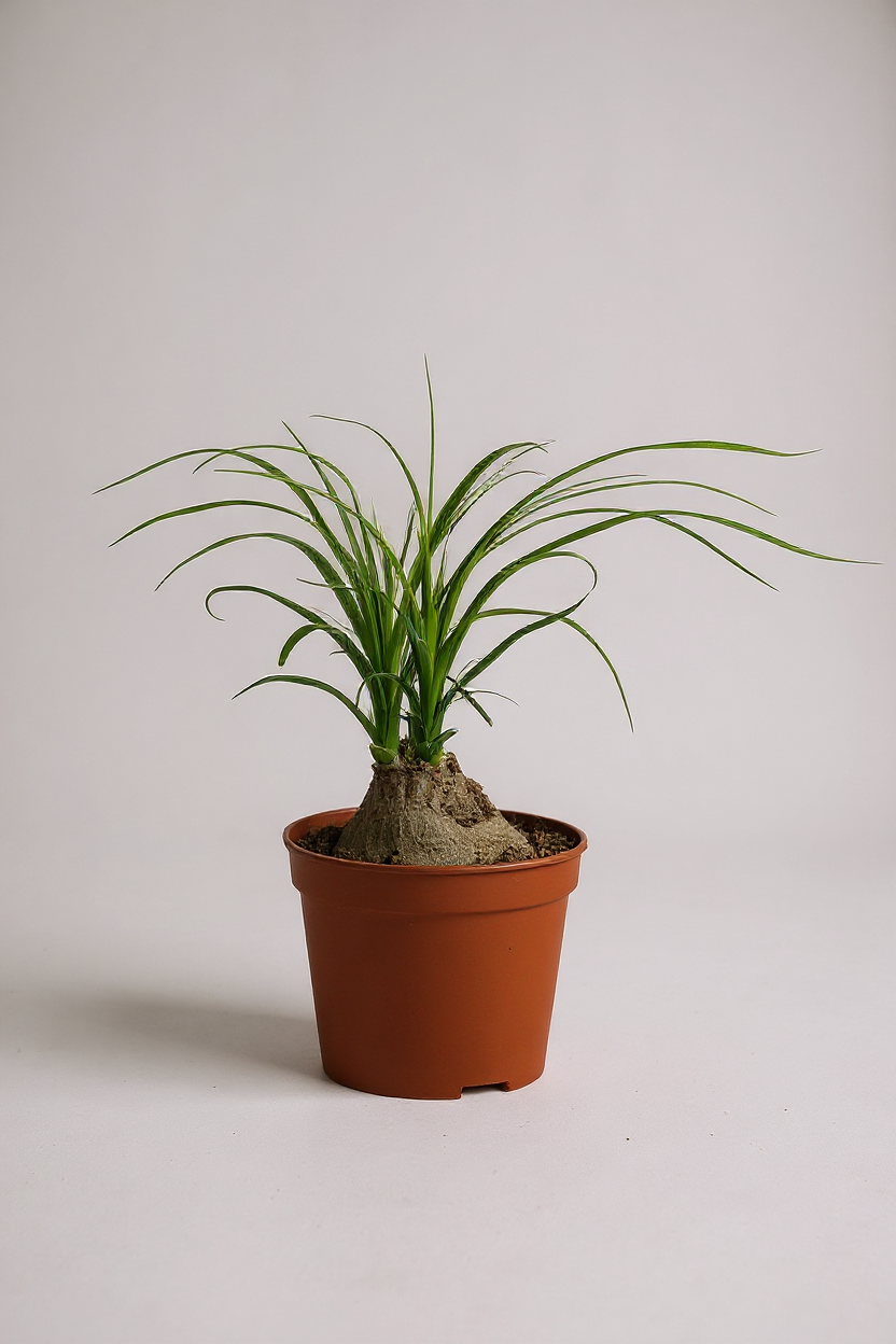 Ponytail Palm
