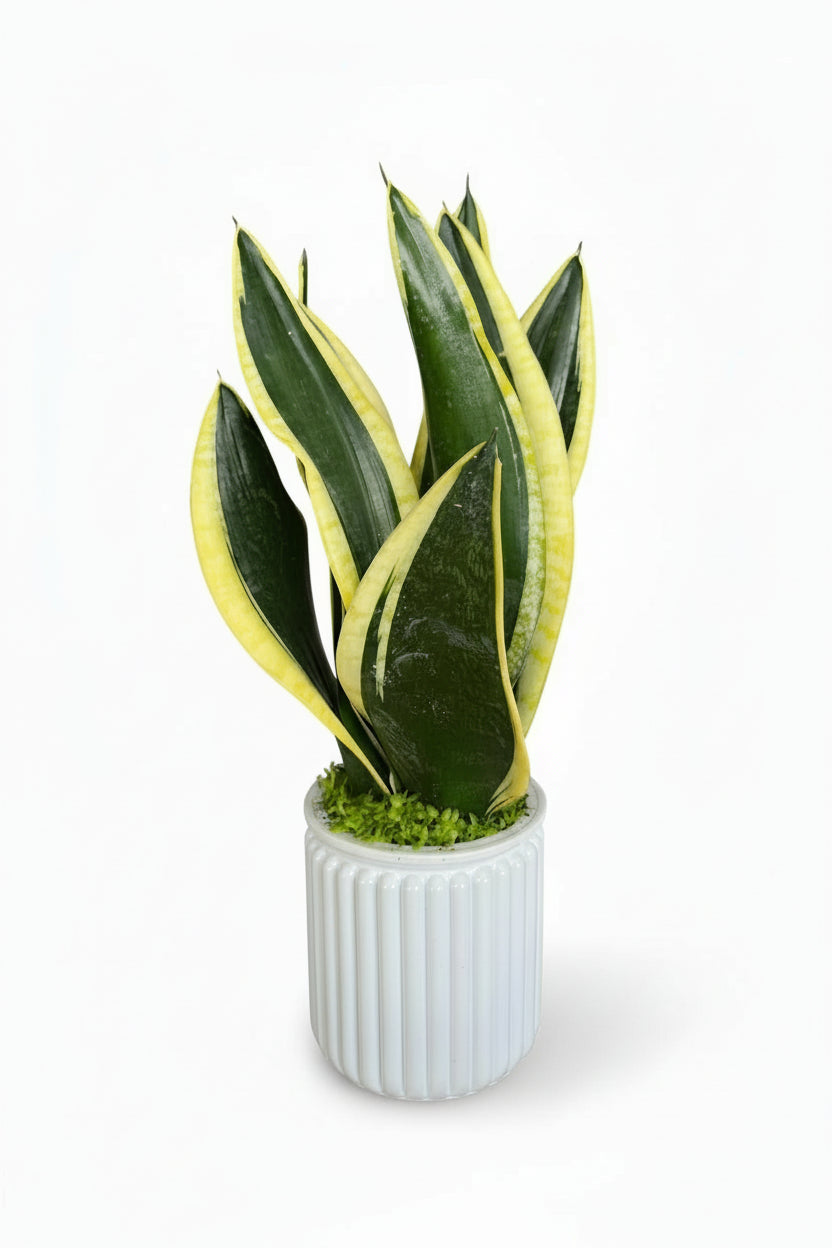 Sansevieria Trifasciata Laurentii Hydro - Self Watering