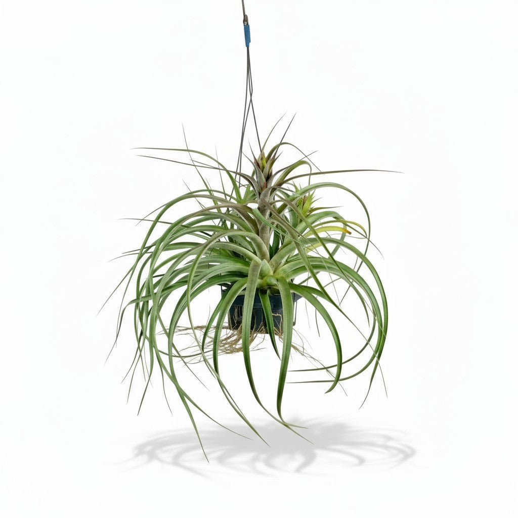 Air Plant - Assorted Tillandsia (Hanging)