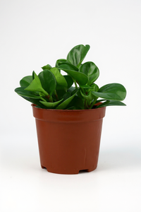 Peperomia - Baby Rubber Plant