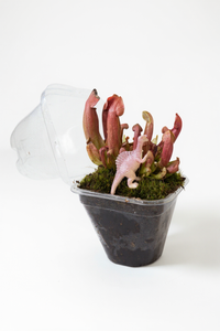 Dionaea/Pitcher - Potted plant -  Tumbleweed Plants