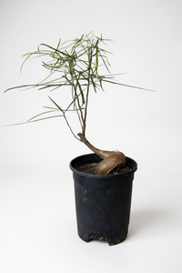 Bottle Tree Japanese Bonsai - Potted plant -  Tumbleweed Plants