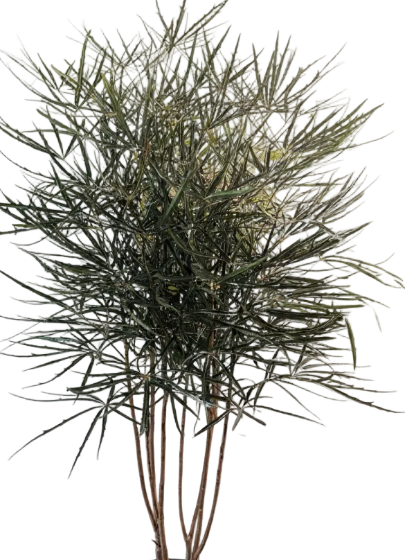 Schefflera Elegantissima (False Aralia)