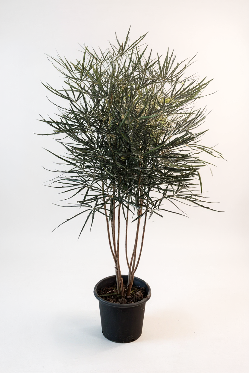 Schefflera Elegantissima (False Aralia)