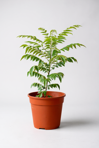 Medium Curry leaf Plant - Potted plant -  Tumbleweed Plants