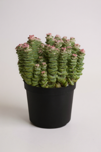 Crassula Perforata – String of Buttons - Potted plant -  Tumbleweed Plants