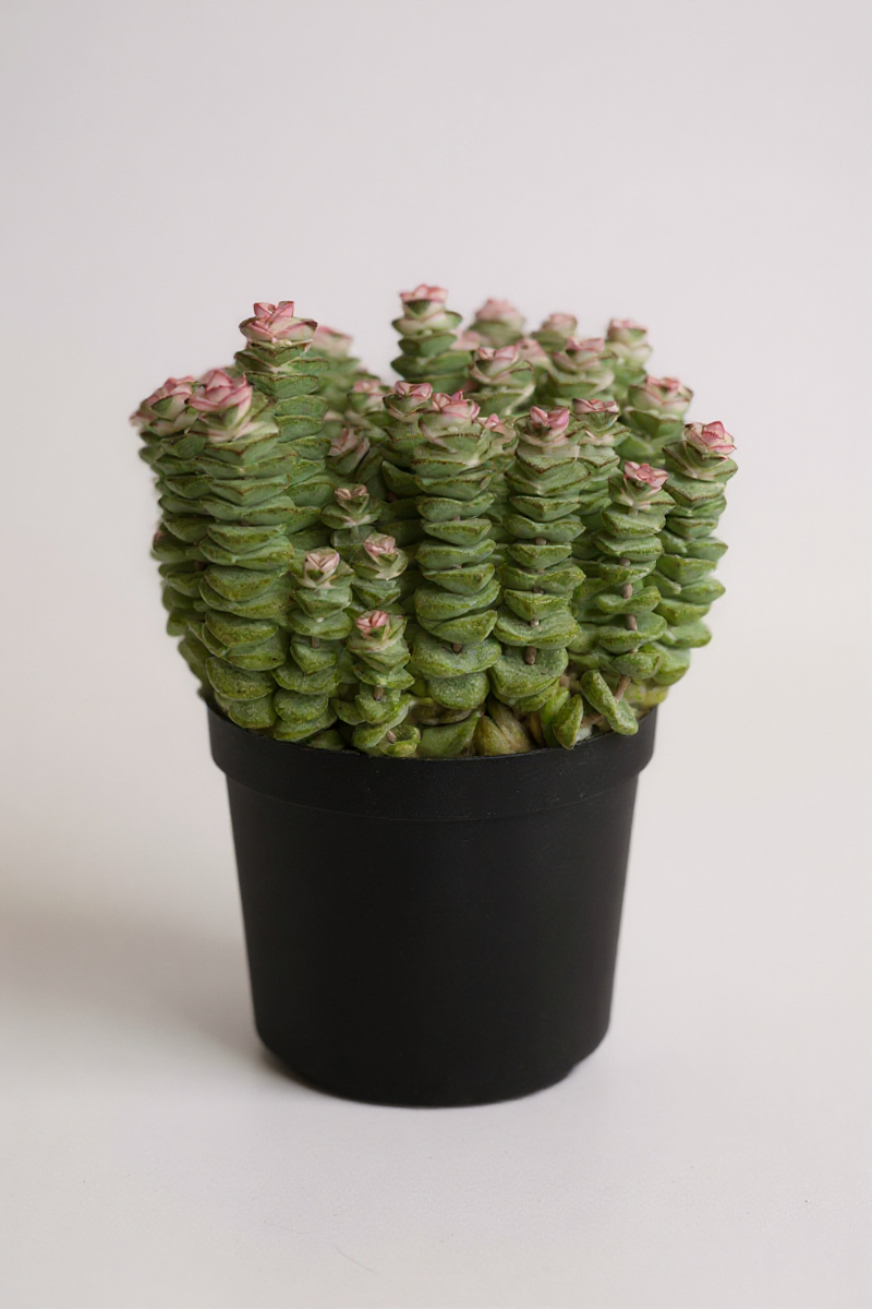 Crassula Perforata – String of Buttons - Potted plant -  Tumbleweed Plants