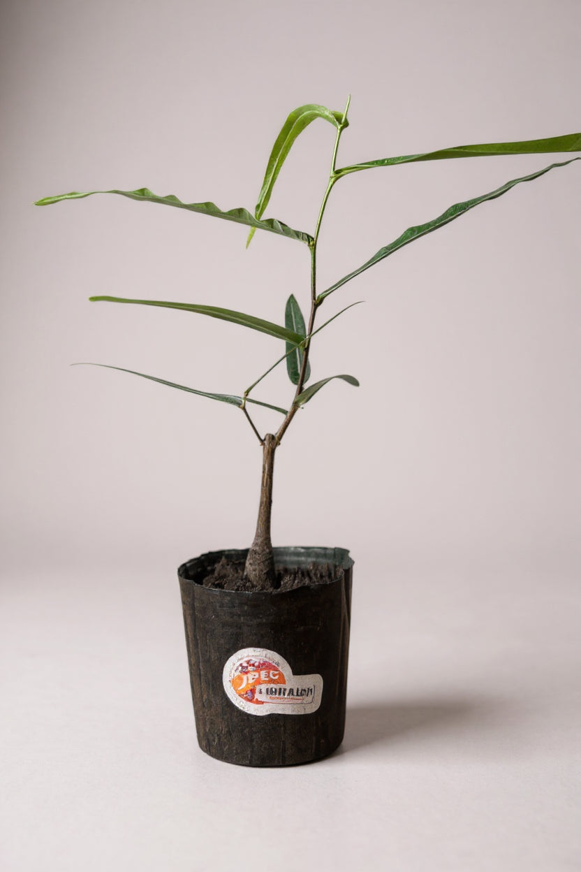 Bottle Tree Baby - Brachychiton Rupestris (Japan)