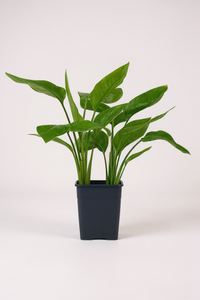 Bird of Paradise Baby - Potted plant -  Tumbleweed Plants