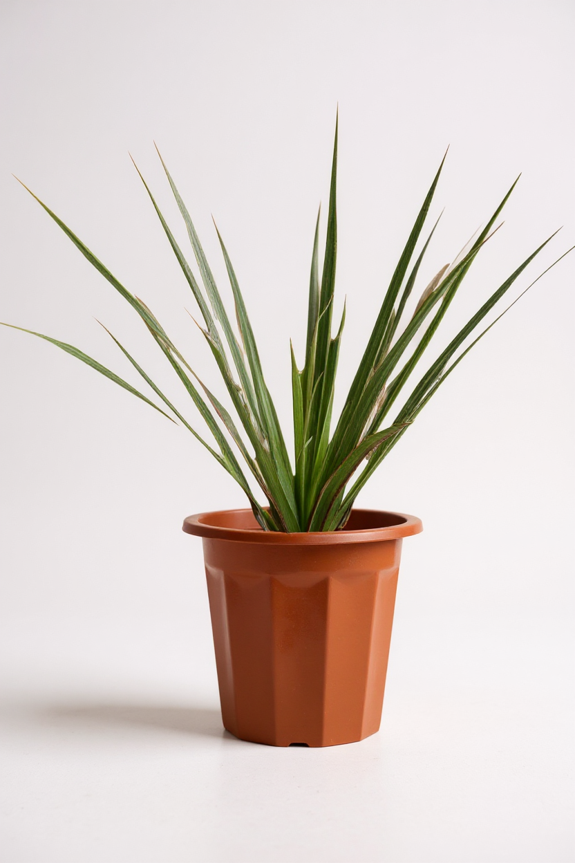 Timesact Dracaena Bicolour - Thumbnail 2