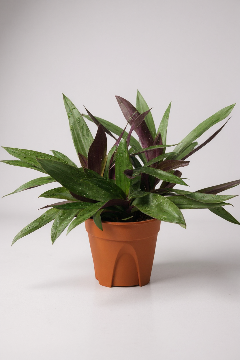 Rhoeo Plant - Potted plant -  Tumbleweed Plants