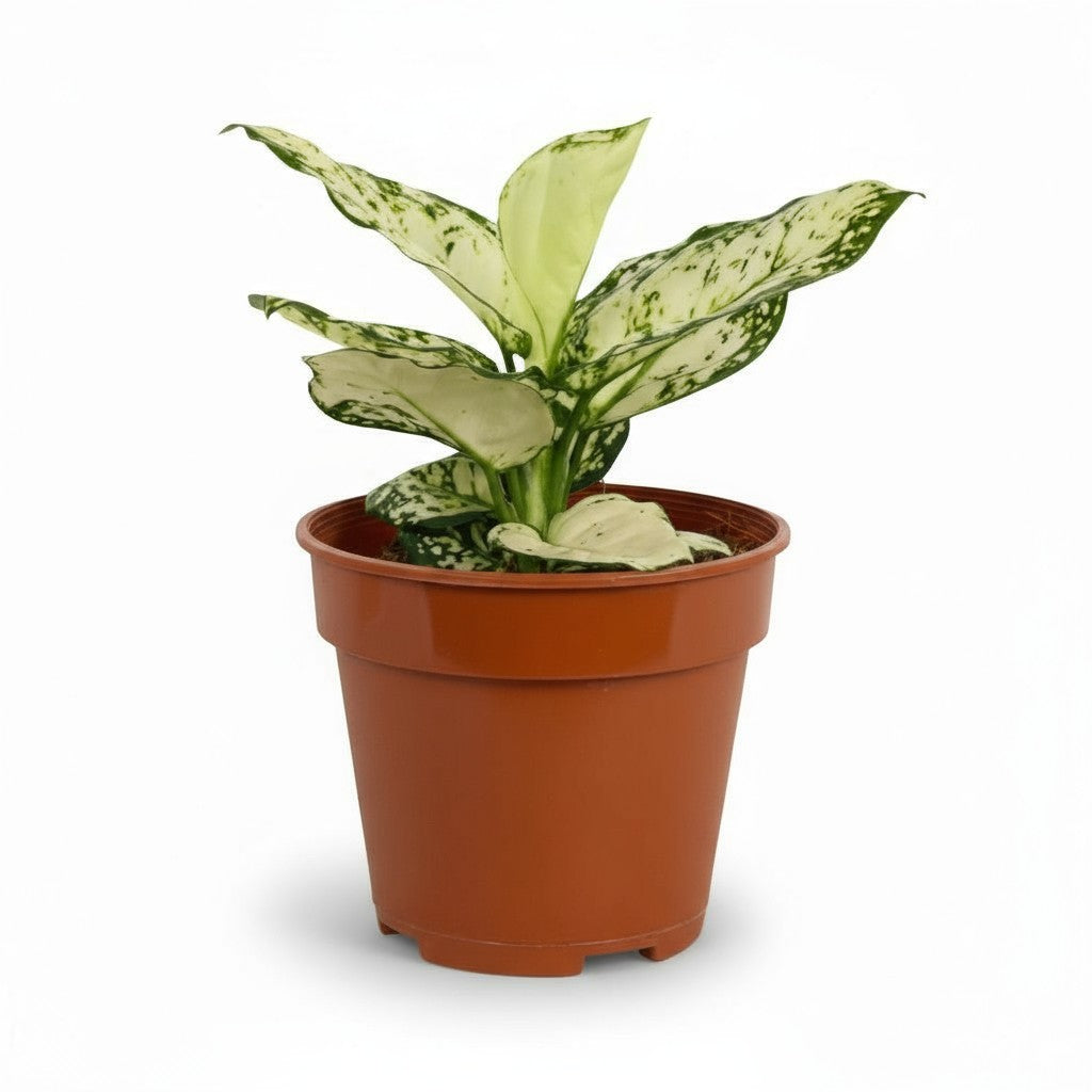 Aglaonema Snow White Plant