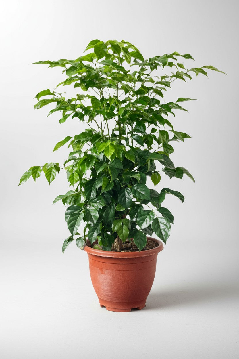 Junior China Doll Tree (0.5m)