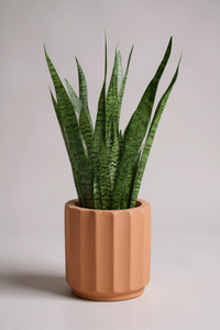 Sansevieria Zeylanica - Potted plant -  Tumbleweed Plants