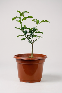 Pomelo Tree - Potted plant -  Tumbleweed Plants