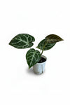 Crystal Anthurium Junior