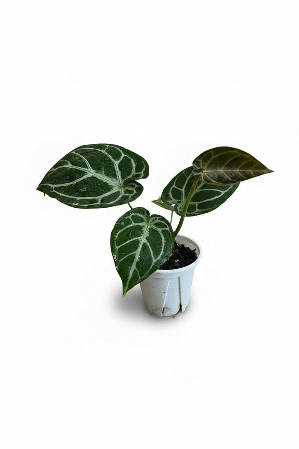 Crystal Anthurium Junior