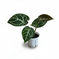 Crystal Anthurium Junior